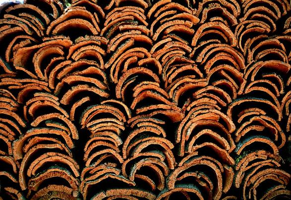 cork harvest in Portugal